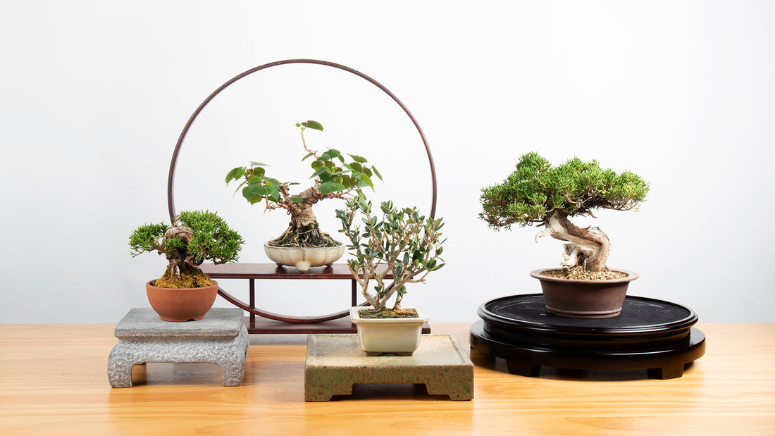Why Bonsai?
