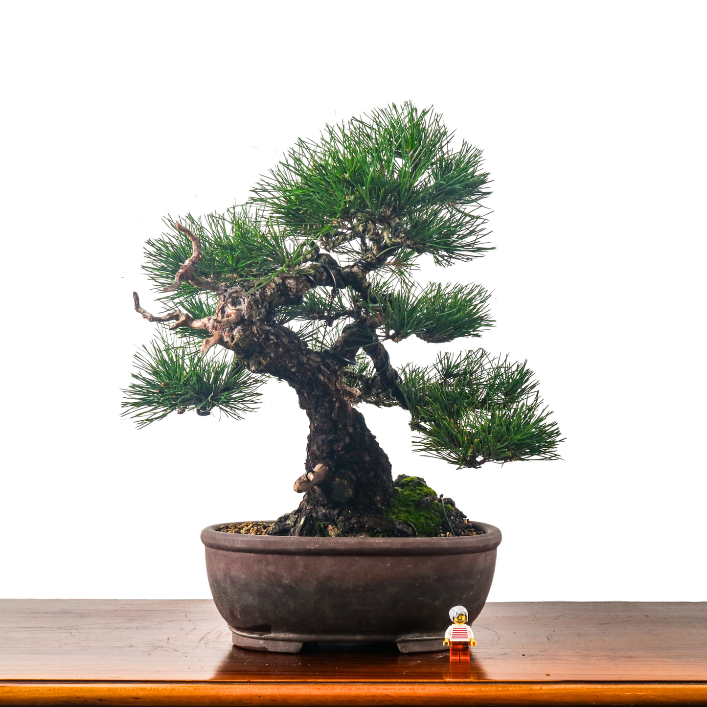 Japanese Black Pine Kuromatsu 日本黑松