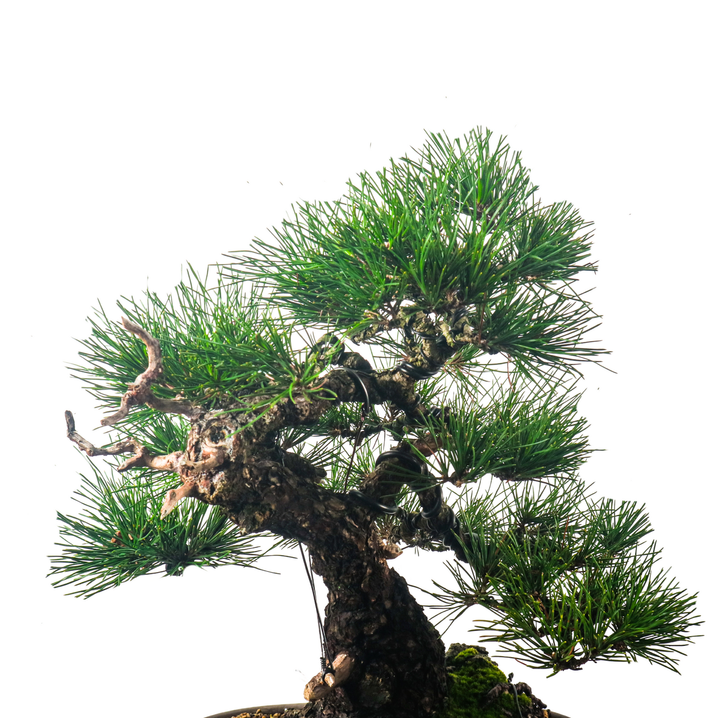 Japanese Black Pine Kuromatsu 日本黑松