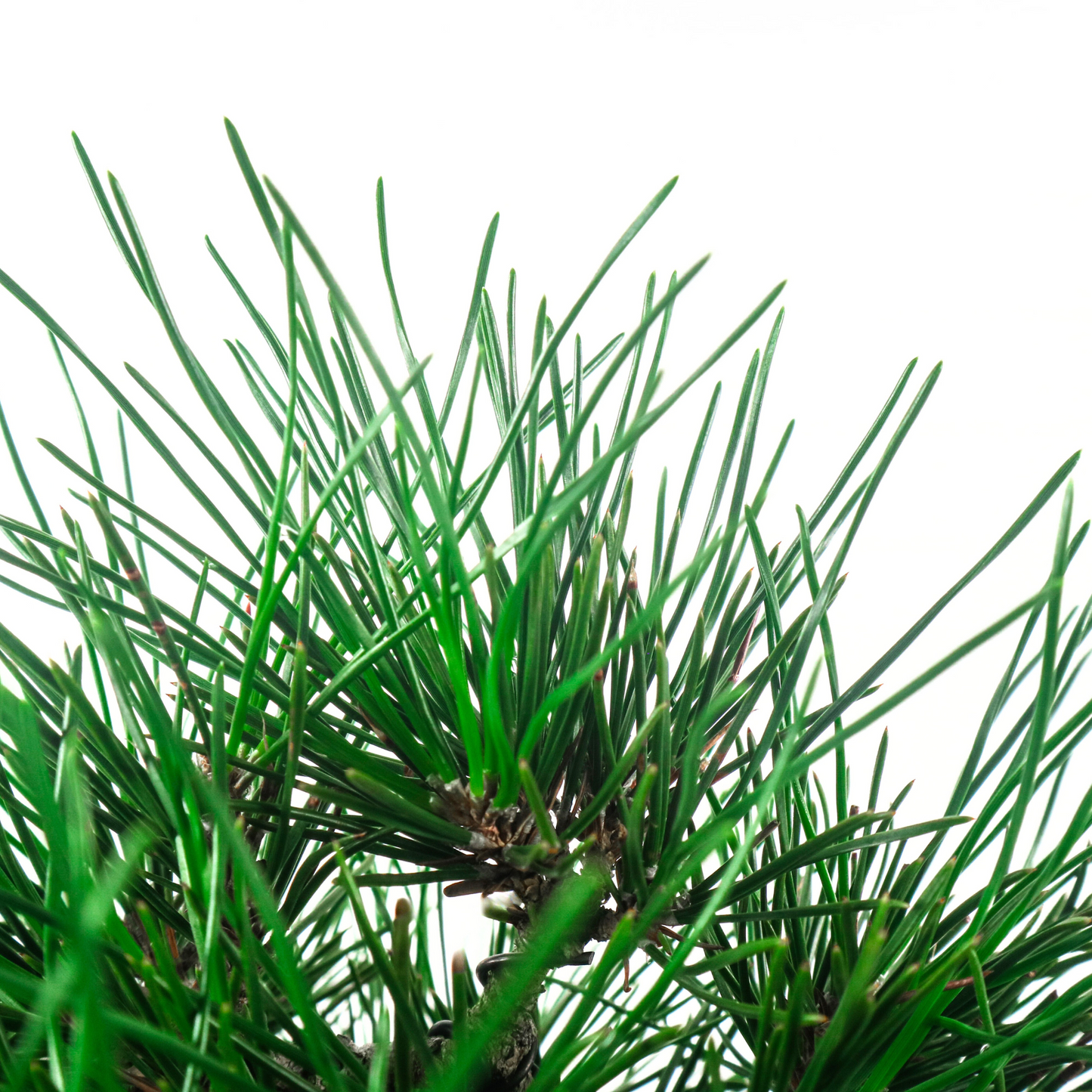 Japanese Black Pine Kuromatsu 日本黑松