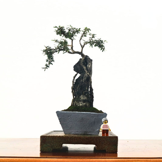 Bluebell Bonsai 凌衫