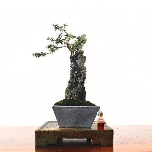 Bluebell Bonsai 凌衫