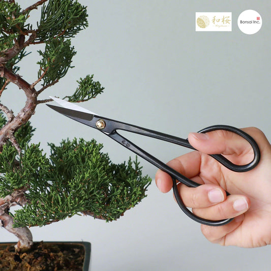 Wazakura (Japan) 3pcs Bonsai Garden Tool Starter Kit