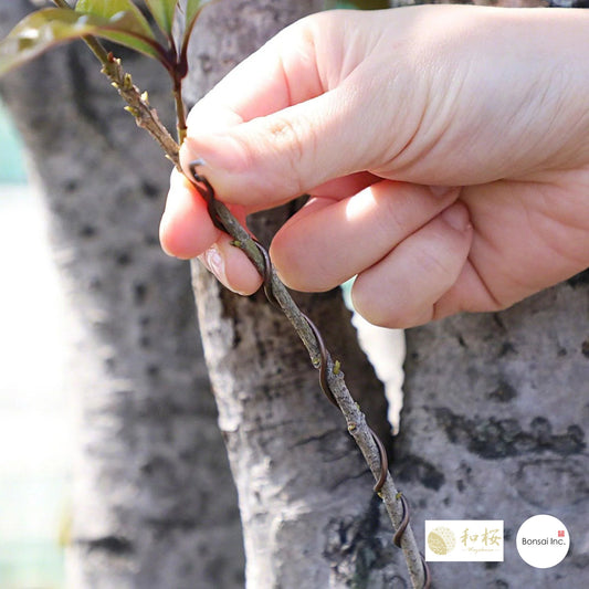 Brown Aluminum Bonsai Training Wire 150g