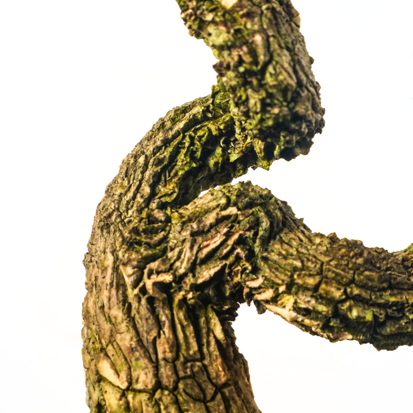 Buxus Harlandii Bonsai 黄杨