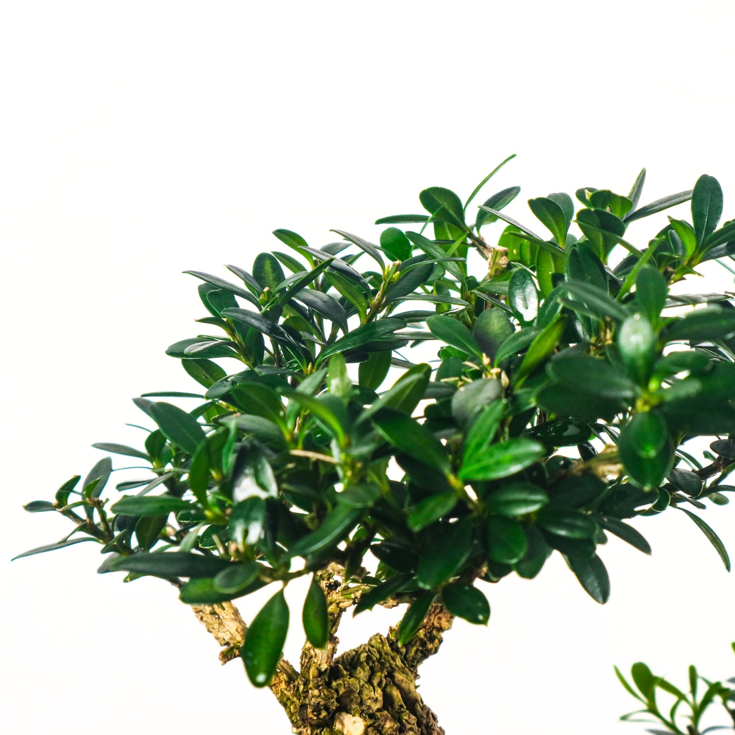 Buxus Harlandii Bonsai 黄杨