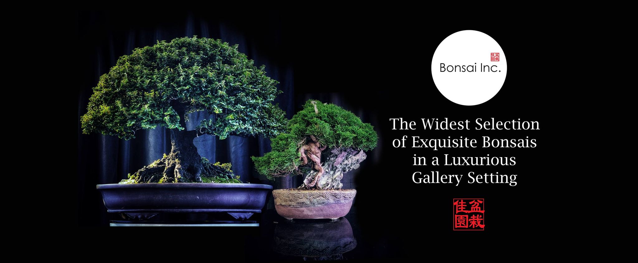 Bonsai Repotting Service Singapore | Expert Bonsai Care  Bonsai Inc   bonsai-inc