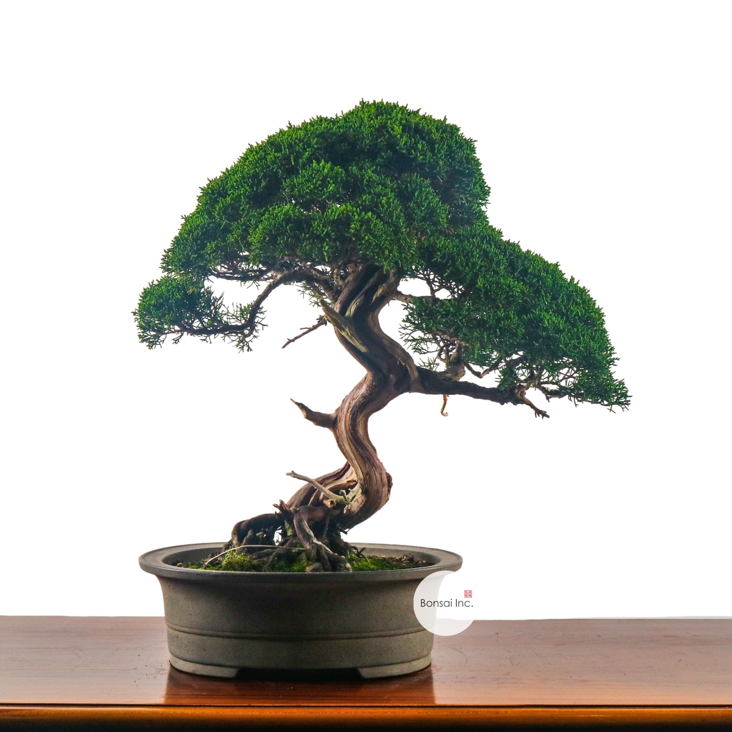 Japanese Juniper Shimpaku Bonsai 日本真柏