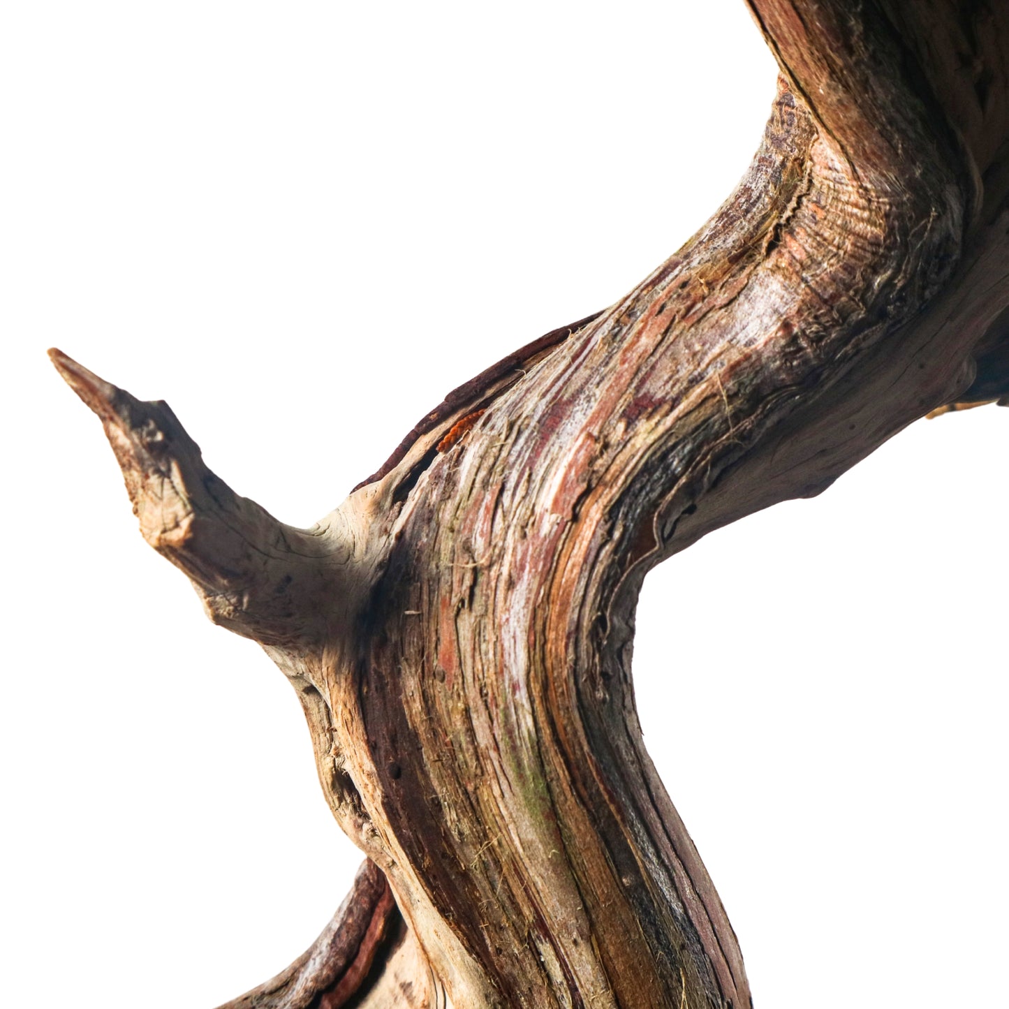 Japanese Juniper Shimpaku Bonsai 日本真柏