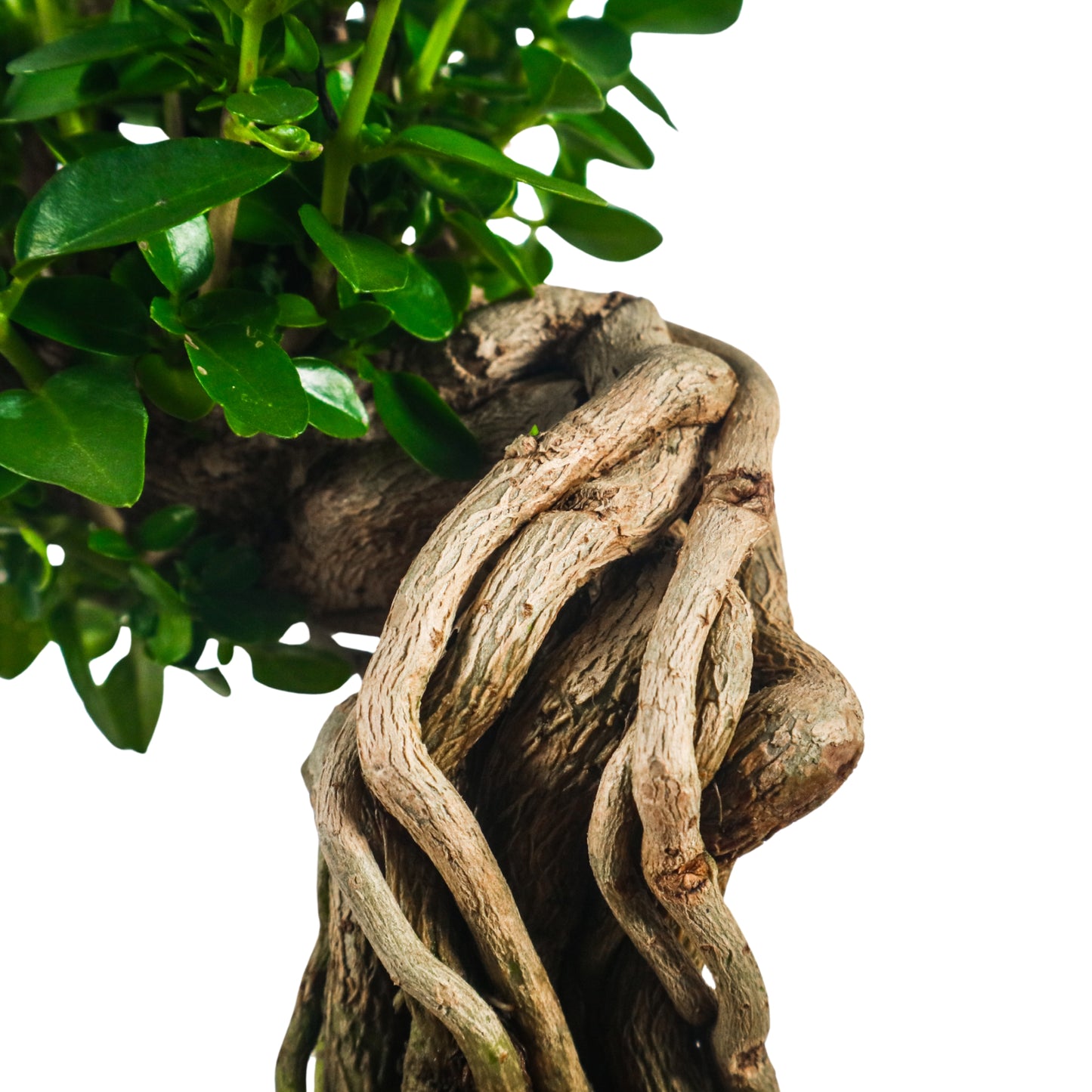 Premna Serratifolia Bonsai 寿娘子