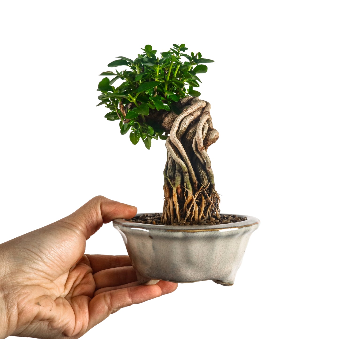 Premna Serratifolia Bonsai 寿娘子