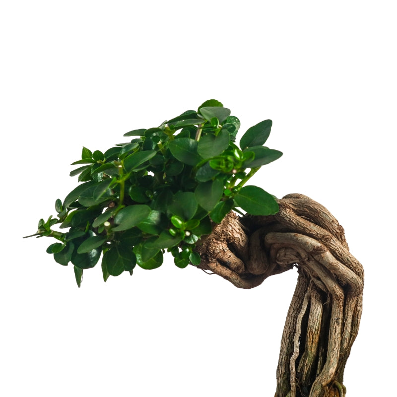 Premna Serratifolia Bonsai 寿娘子