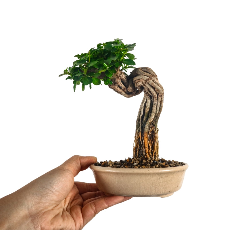 Premna Serratifolia Bonsai 寿娘子