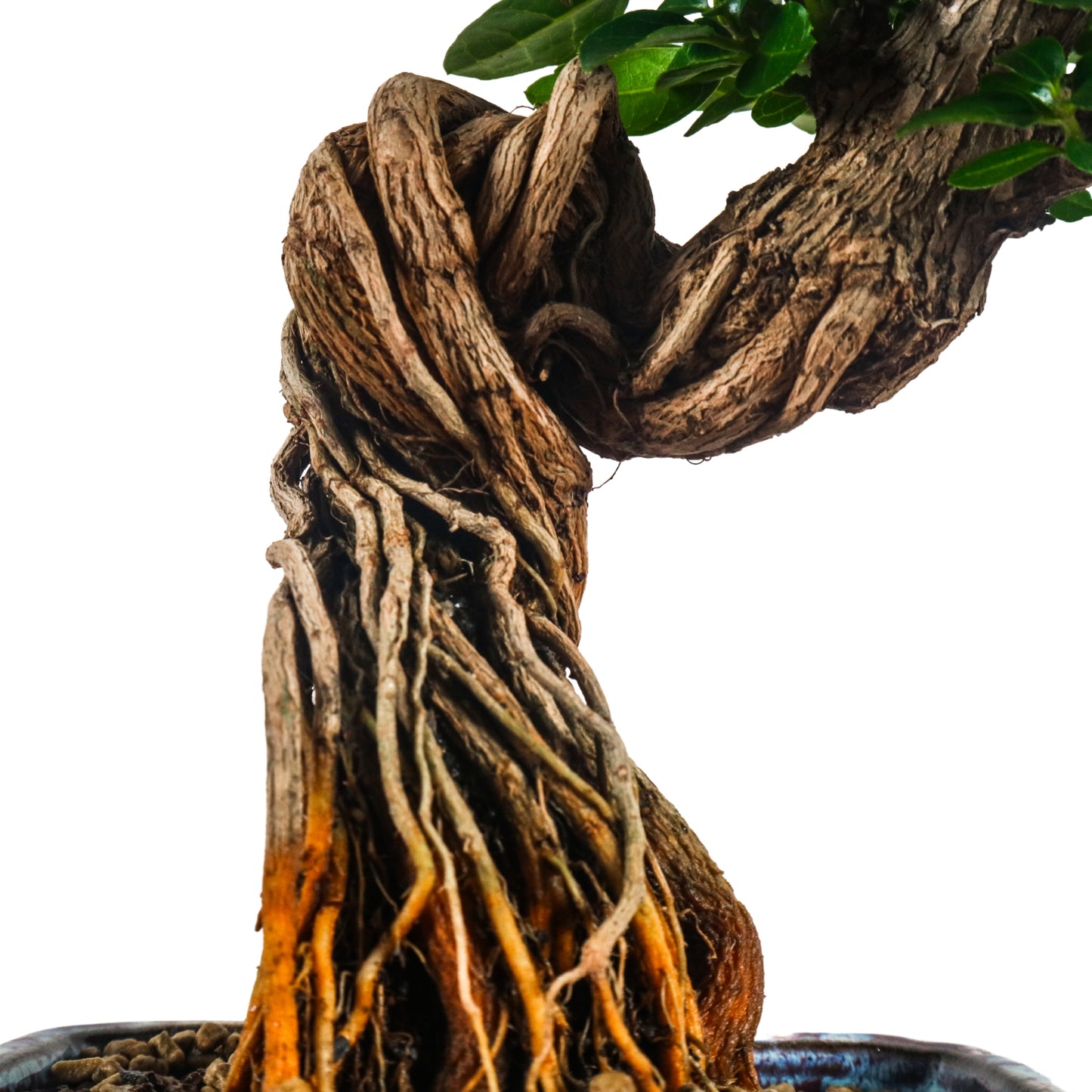 Premna Serratifolia Bonsai 寿娘子