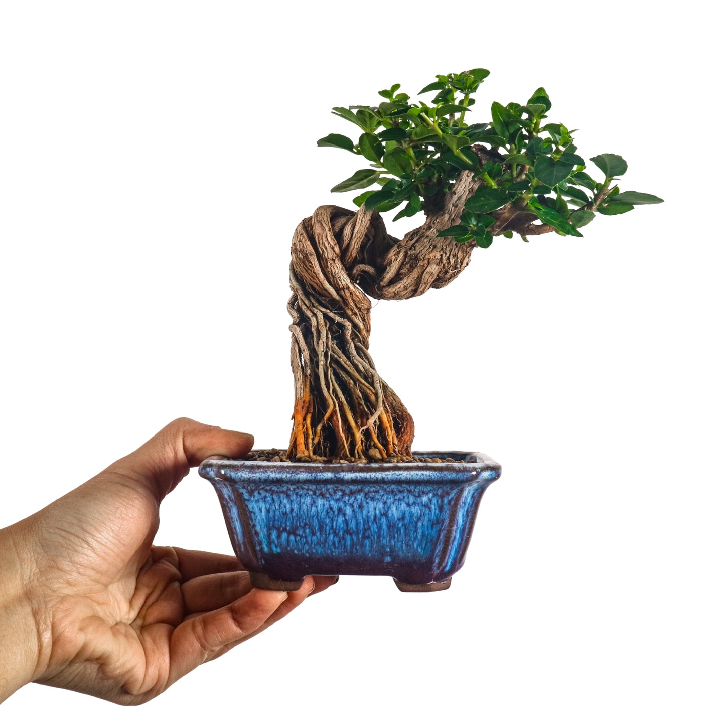 Premna Serratifolia Bonsai 寿娘子