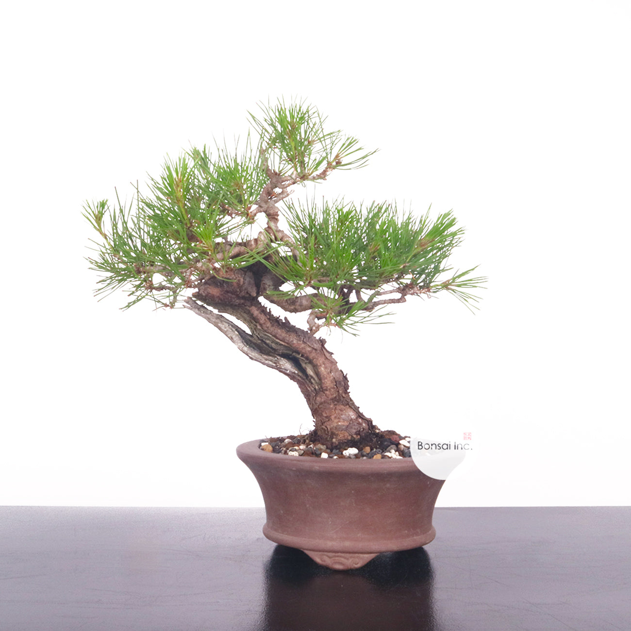 Red Pine Akamatsu Bonsai- Japanese origin