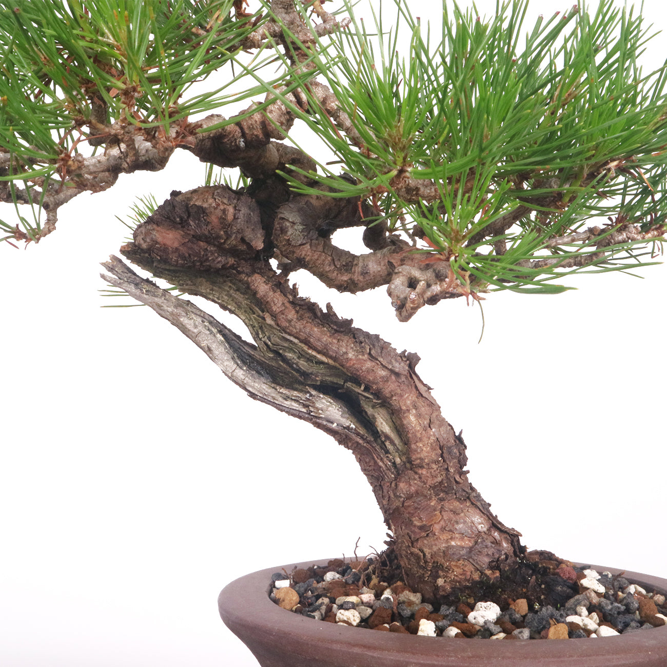 Red Pine Akamatsu Bonsai- Japanese origin