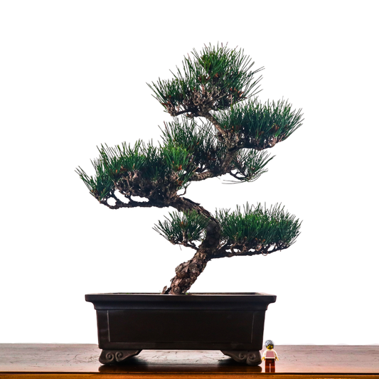 Japanese Black Pine Kuromatsu 日本黑松