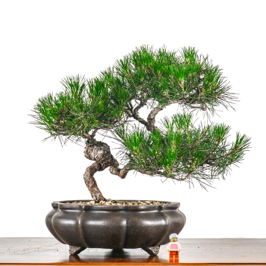Japanese Black Pine Kuromatsu 日本黑松