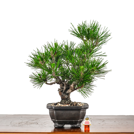Japanese Black Pine Kuromatsu 日本黑松
