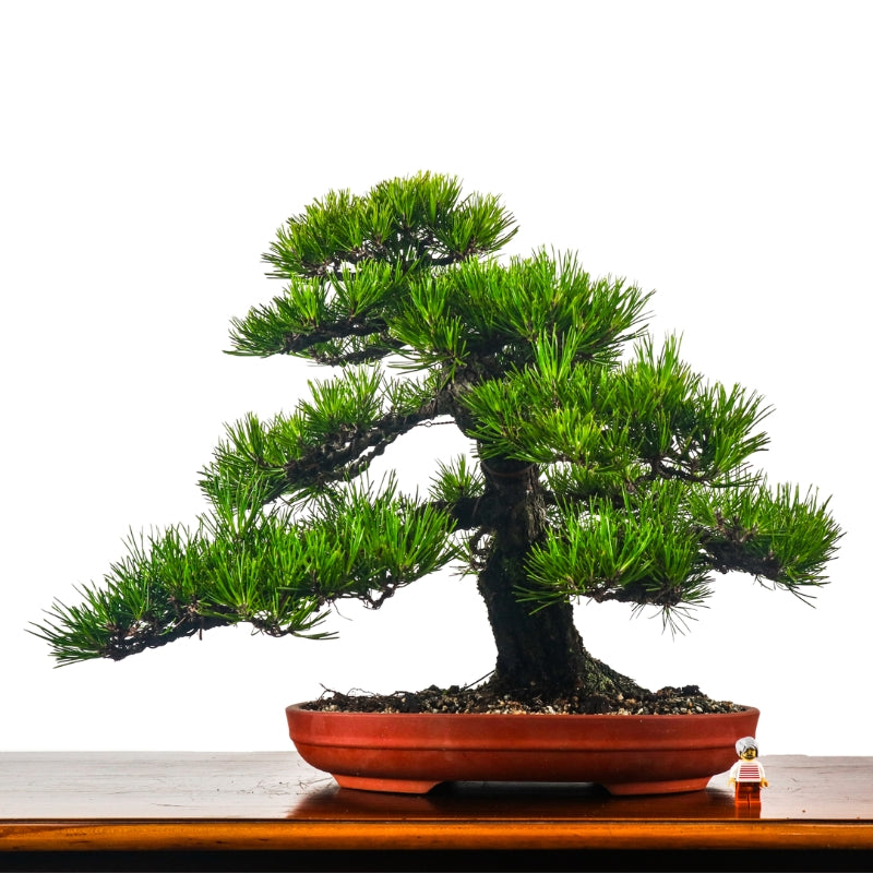 Black Pine