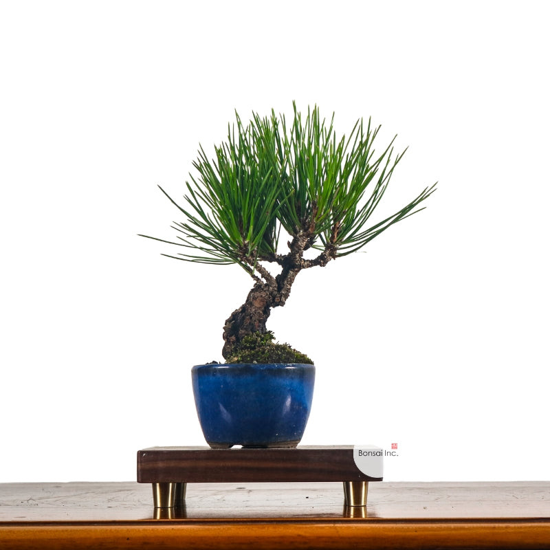 Japanese Black Pine Kuromatsu 日本黑松
