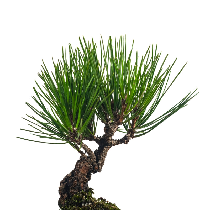 Japanese Black Pine Kuromatsu 日本黑松