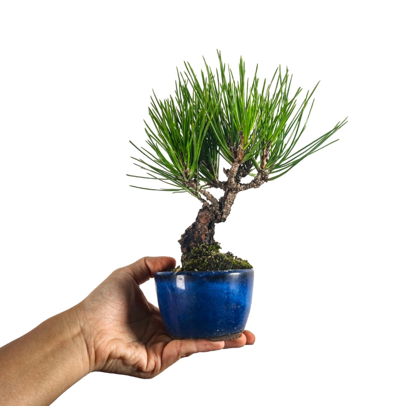 Japanese Black Pine Kuromatsu 日本黑松