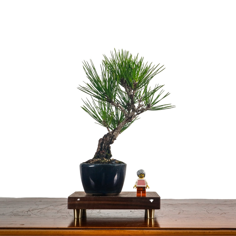 Japanese Black Pine Kuromatsu 日本黑松
