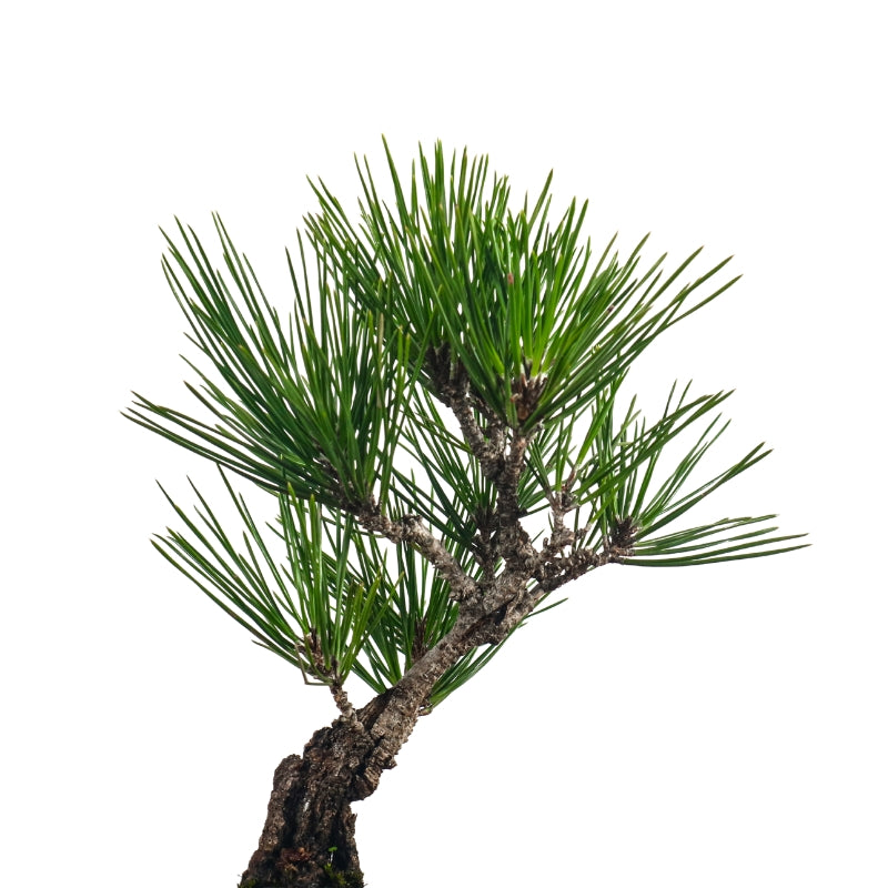 Japanese Black Pine Kuromatsu 日本黑松