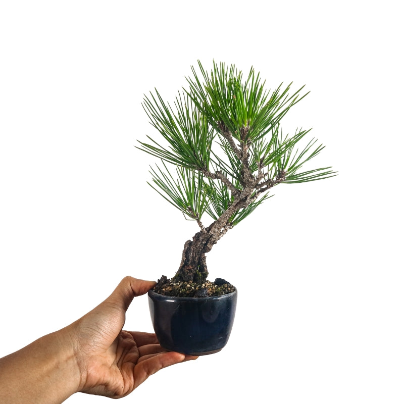 Japanese Black Pine Kuromatsu 日本黑松
