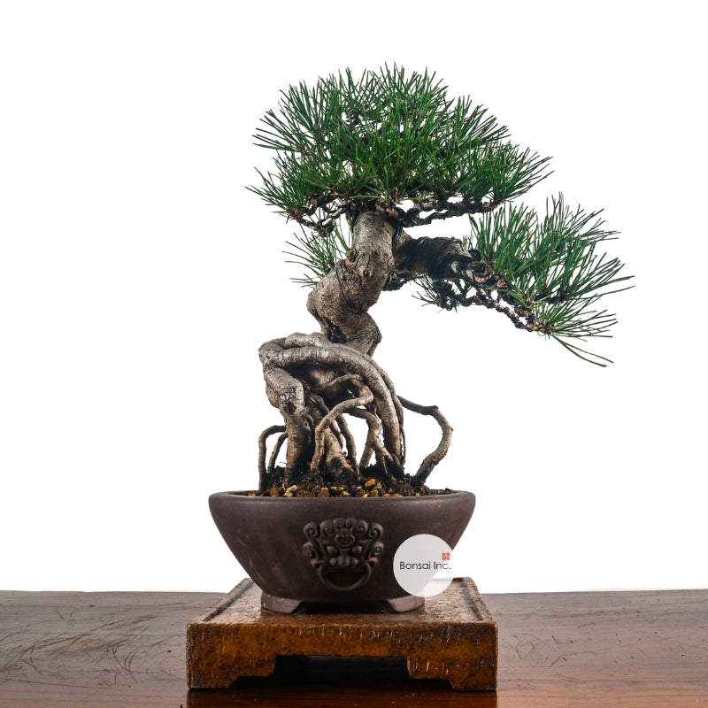 Japanese Black Pine Kuromatsu 日本黑松 – bonsai-inc