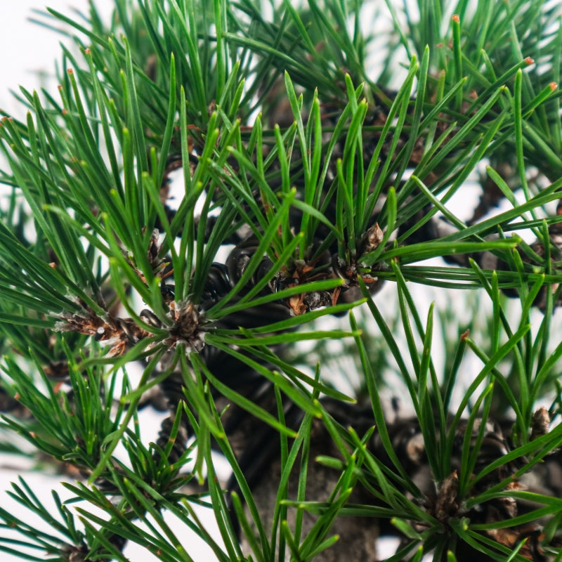 Japanese Black Pine Kuromatsu 日本黑松