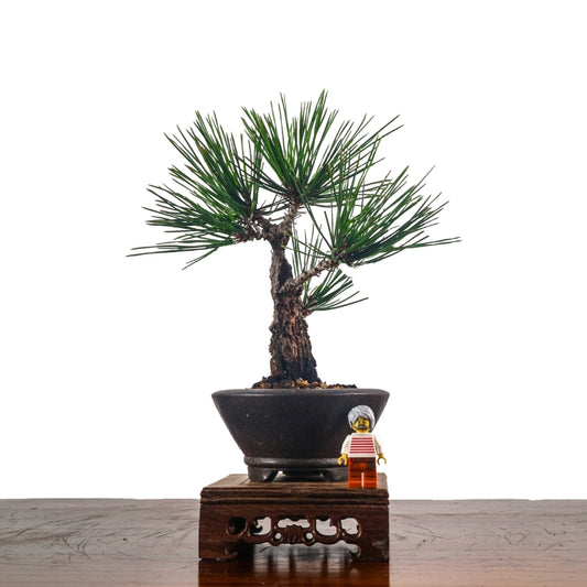 Japanese Black Pine Kuromatsu 日本黑松