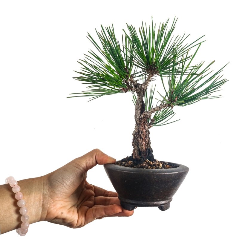 Japanese Black Pine Kuromatsu 日本黑松