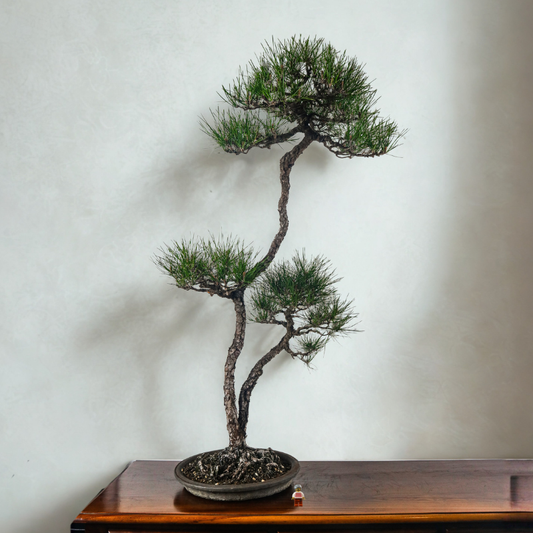 Japanese Black Pine Kuromatsu 日本黑松