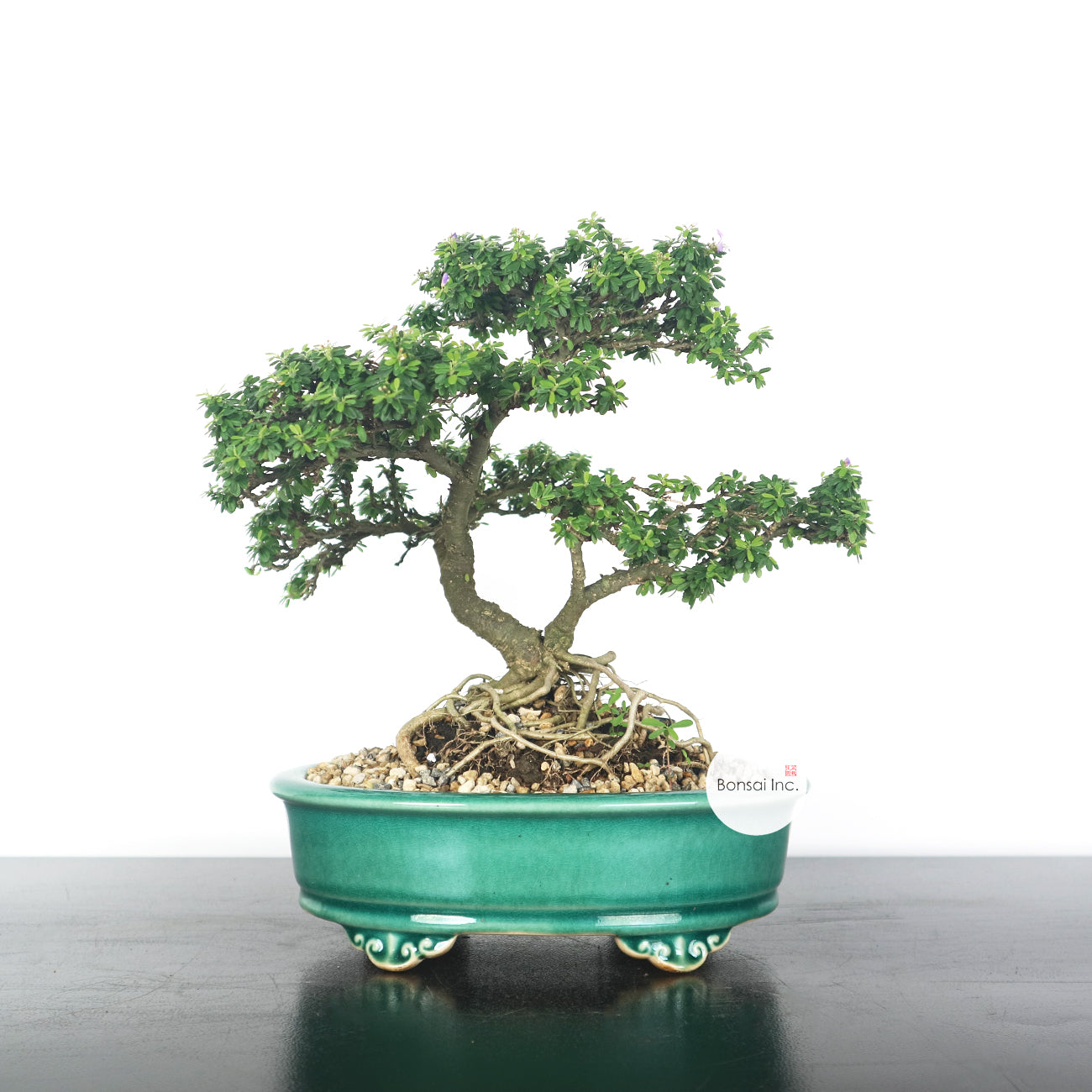 Bluebell Bonsai 凌衫
