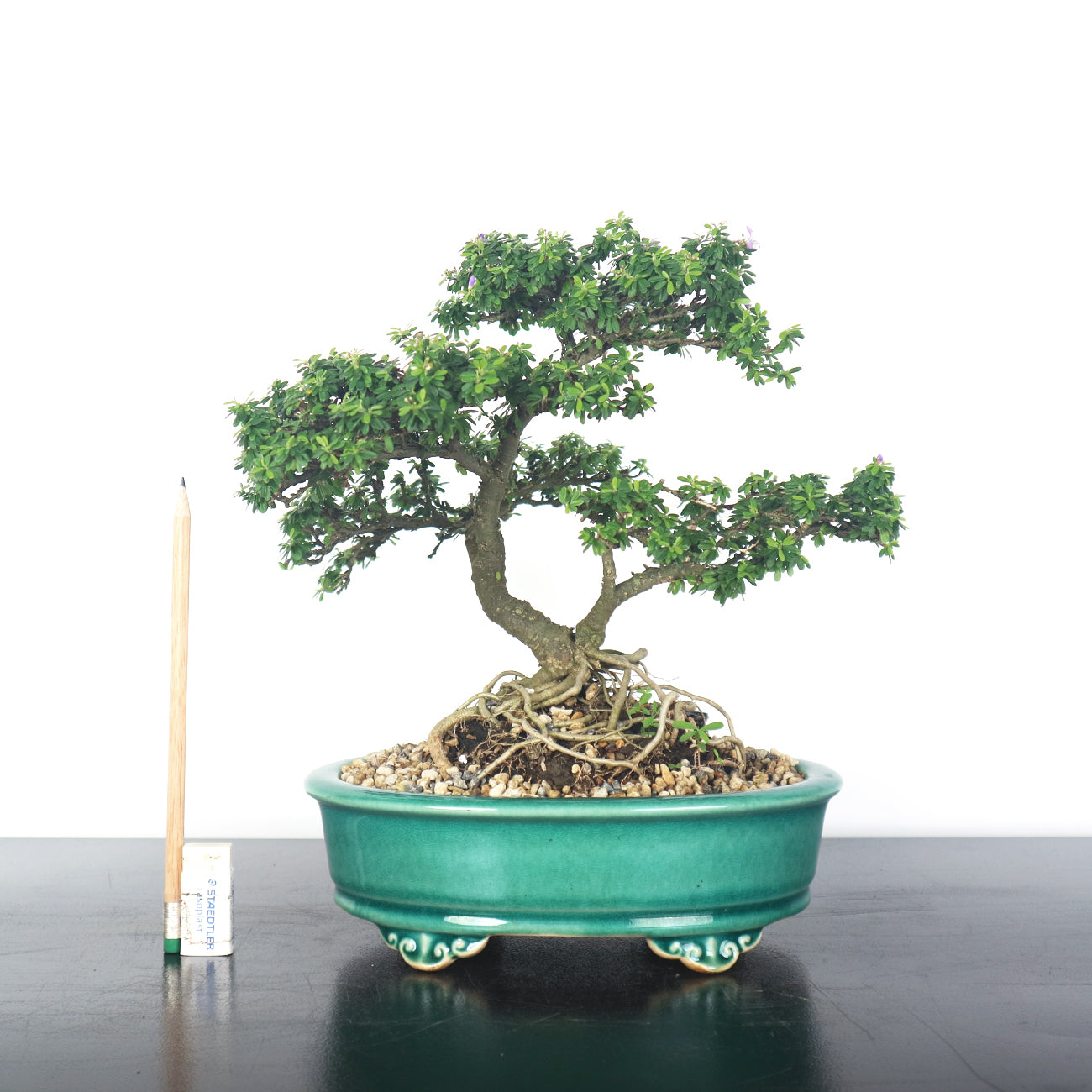 Bluebell Bonsai 凌衫