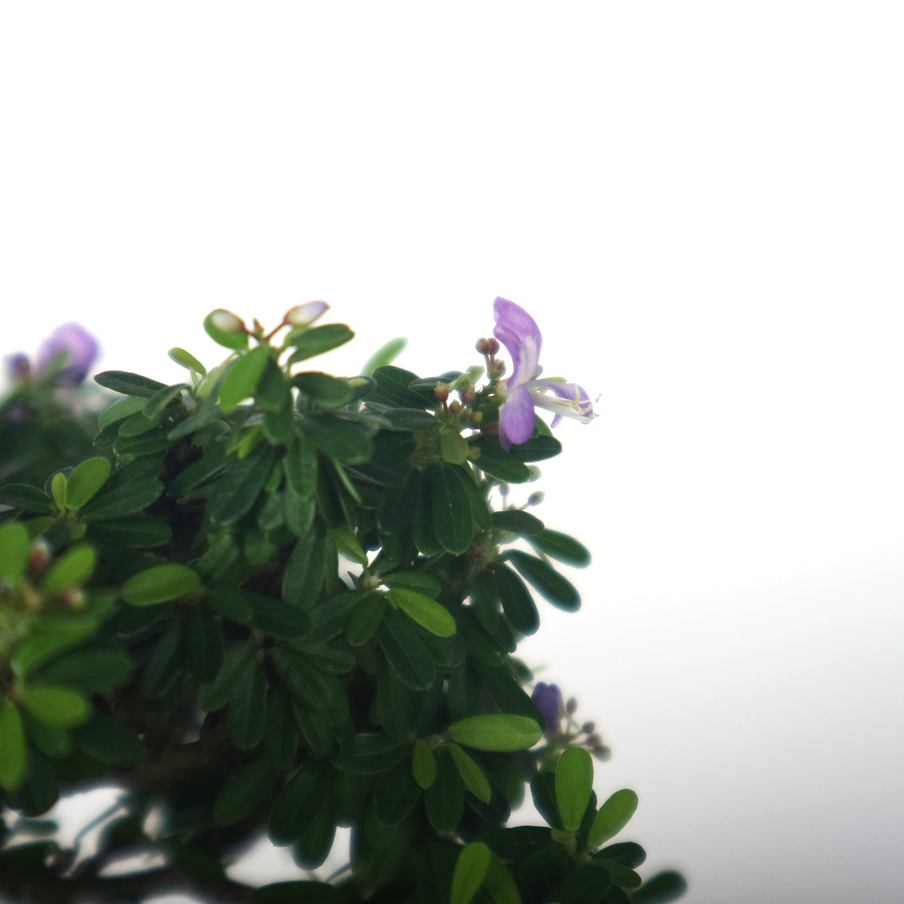Bluebell Bonsai 凌衫