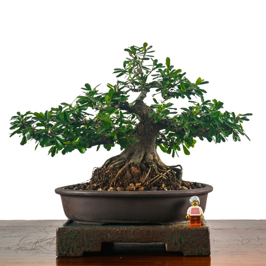 Bluebell Bonsai 凌衫