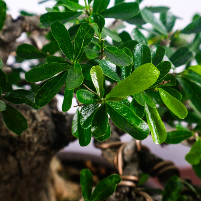 Bluebell Bonsai 凌衫