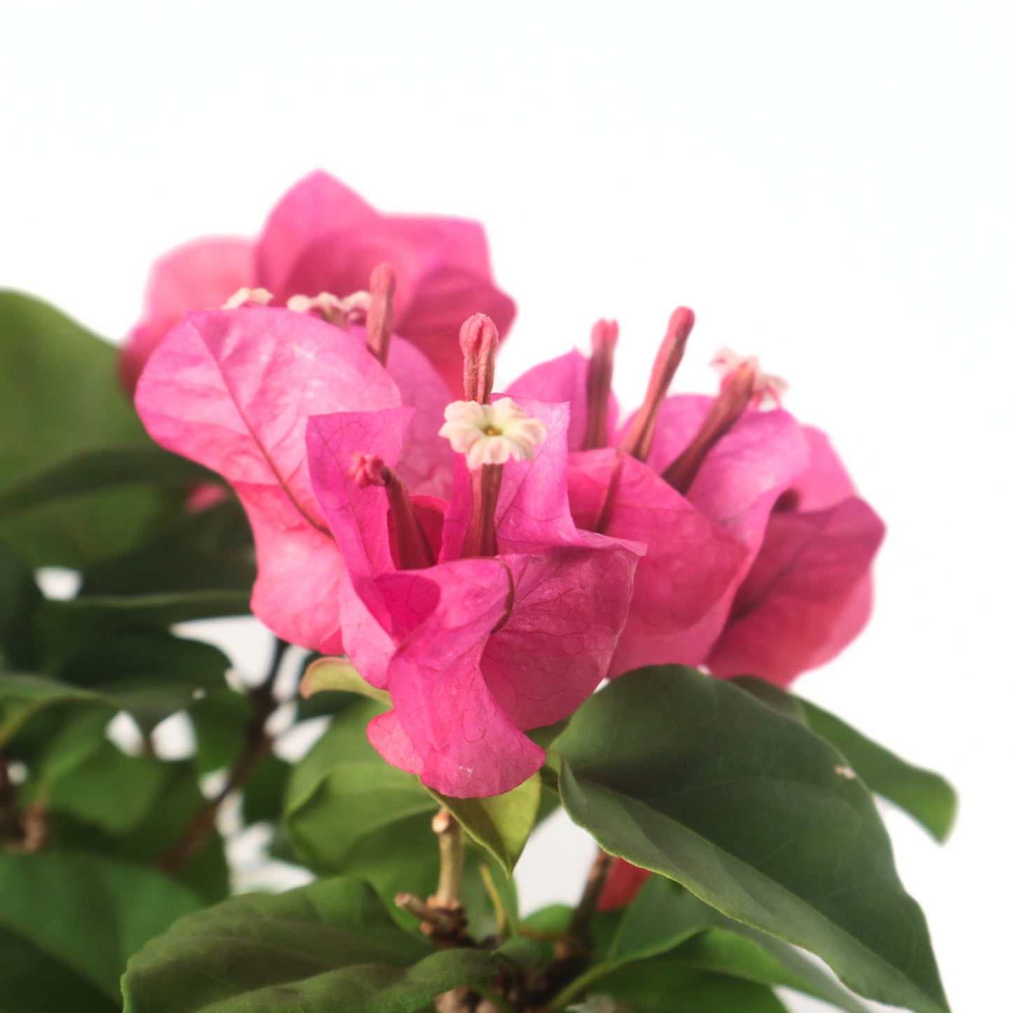 Taiwanese Bougainvillea Bonsai 台湾九重葛