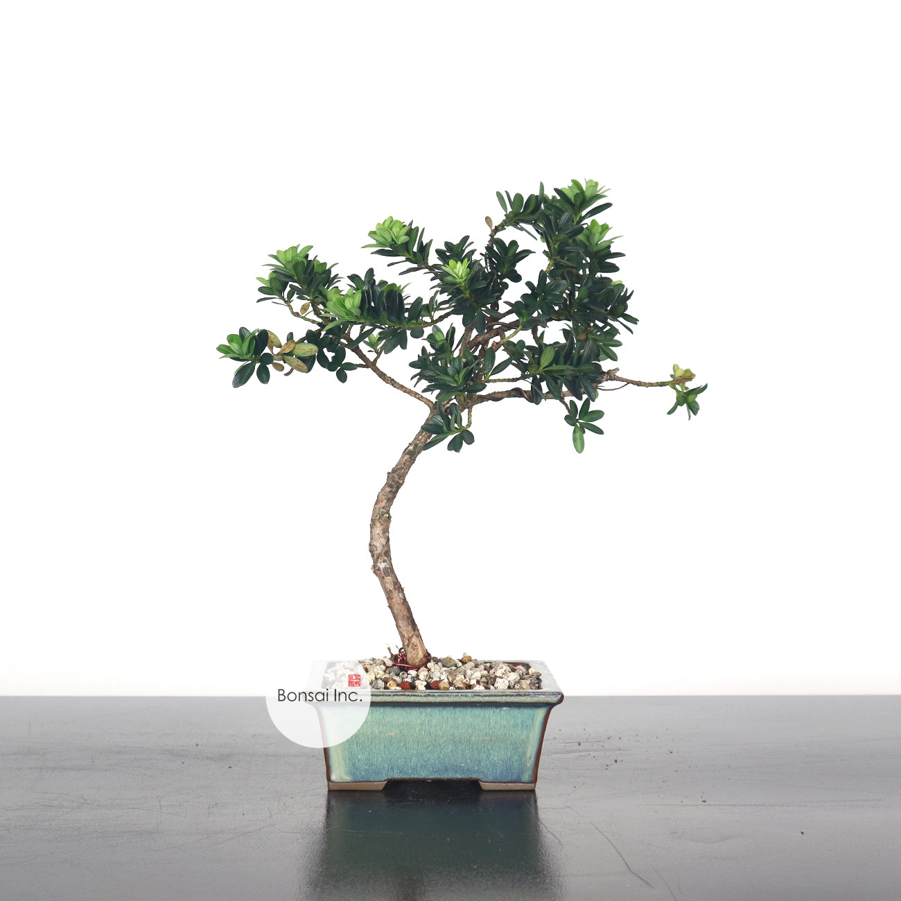 Taiwanese Buddhist Pine Bonsai 珍珠罗汉松