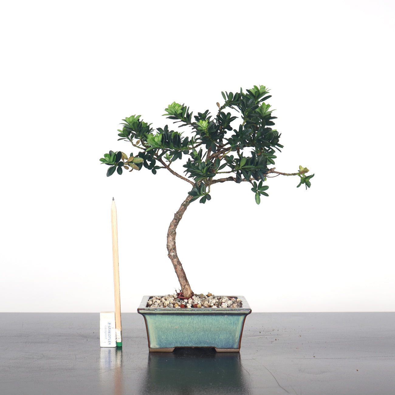 Taiwanese Buddhist Pine Bonsai 珍珠罗汉松