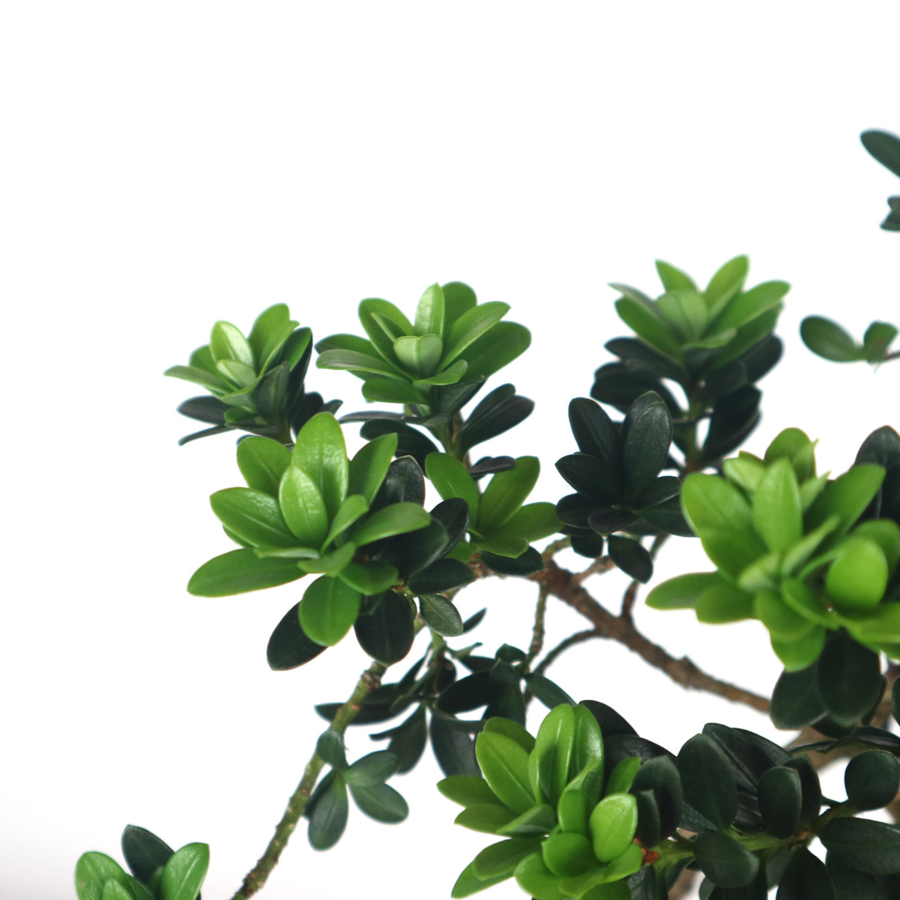 Taiwanese Buddhist Pine Bonsai 珍珠罗汉松