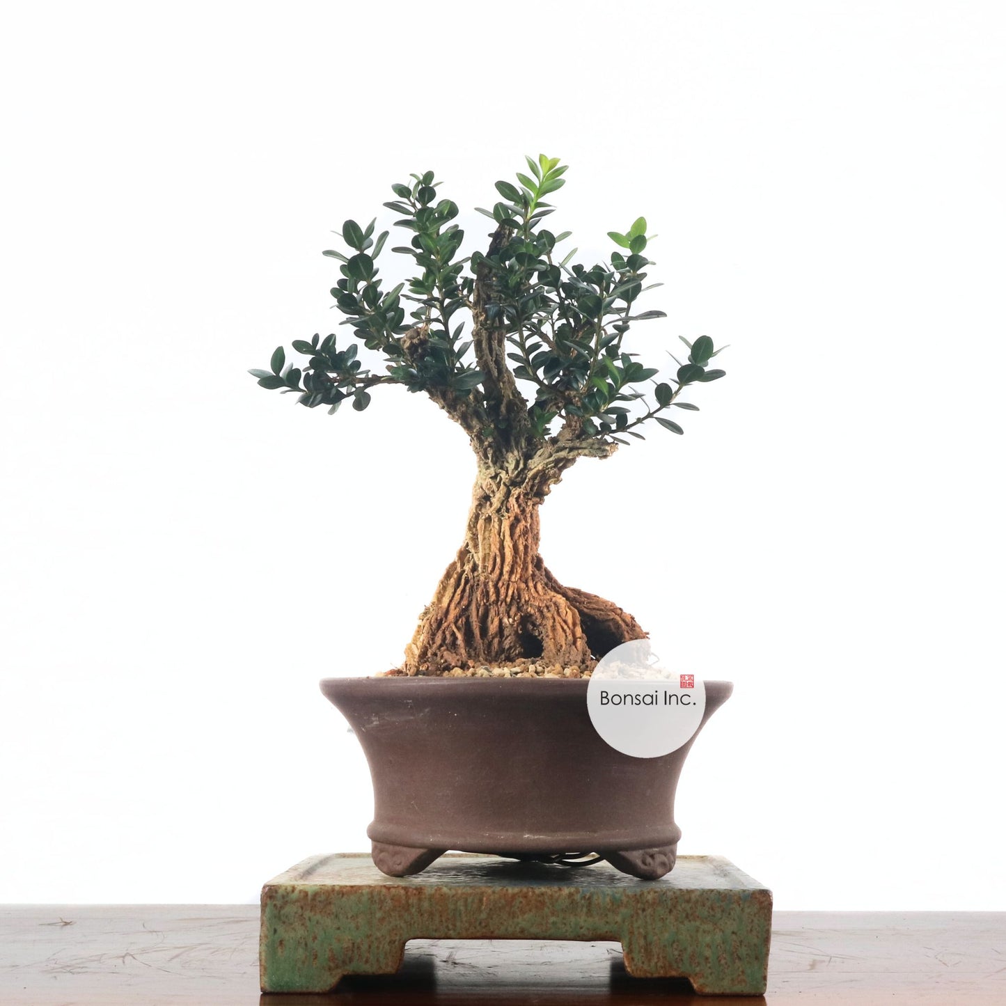 Black Pearl Buxus Bonsai 龙鳞黑珍珠黄杨