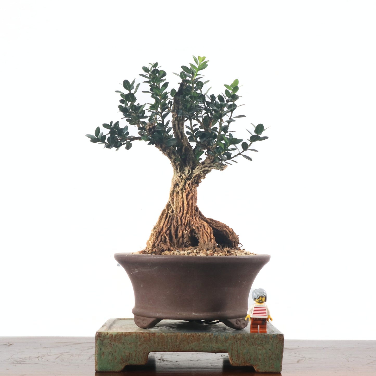 Black Pearl Buxus Bonsai 龙鳞黑珍珠黄杨