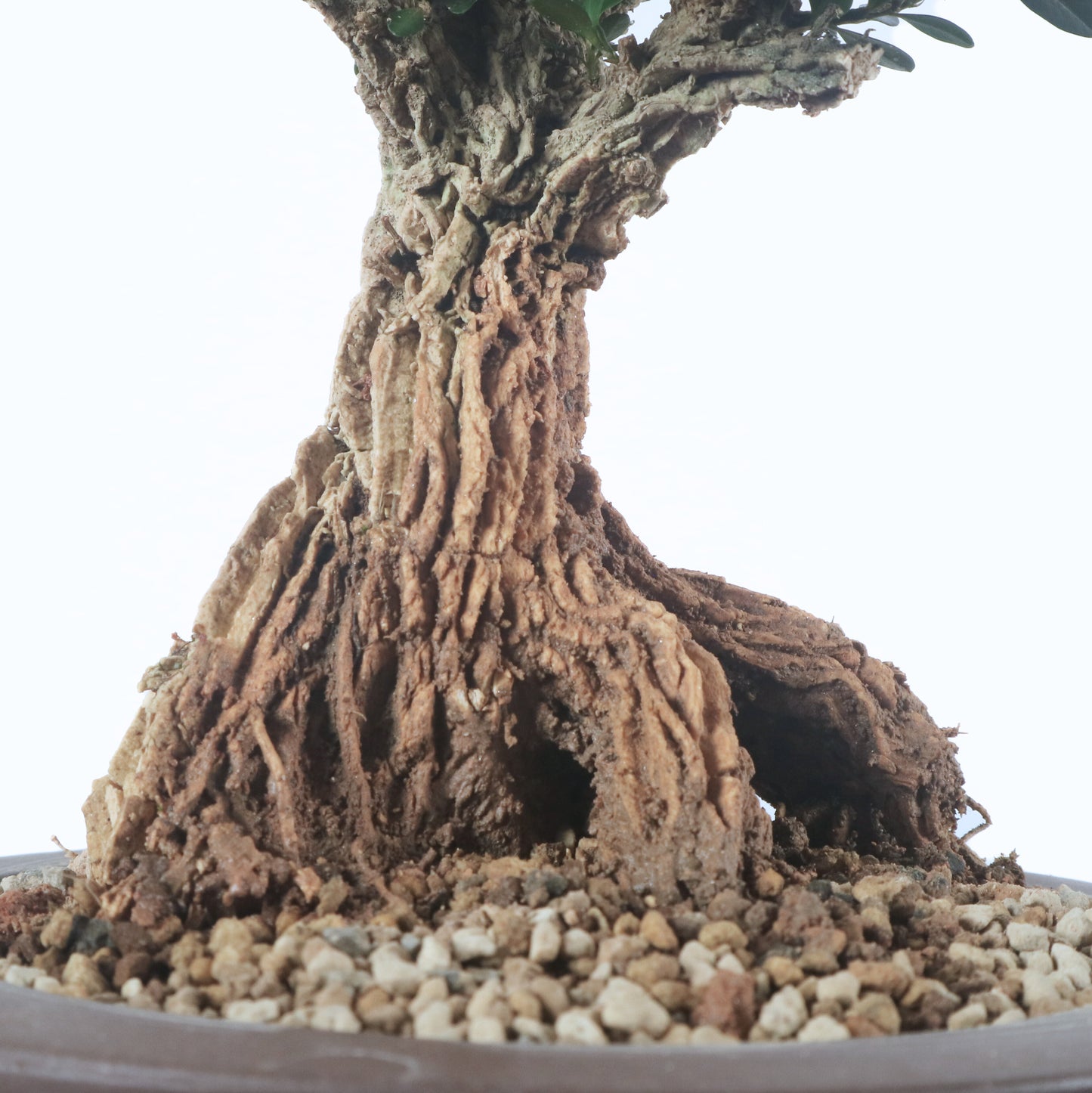 Black Pearl Buxus Bonsai 龙鳞黑珍珠黄杨