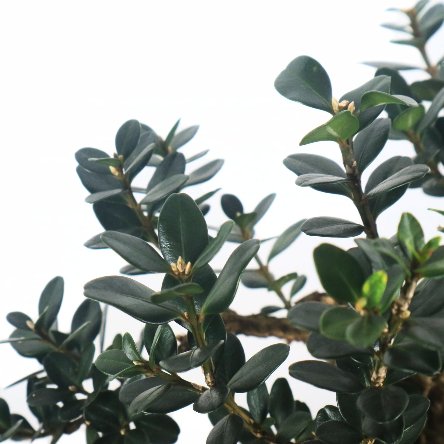 Black Pearl Buxus Bonsai 龙鳞黑珍珠黄杨