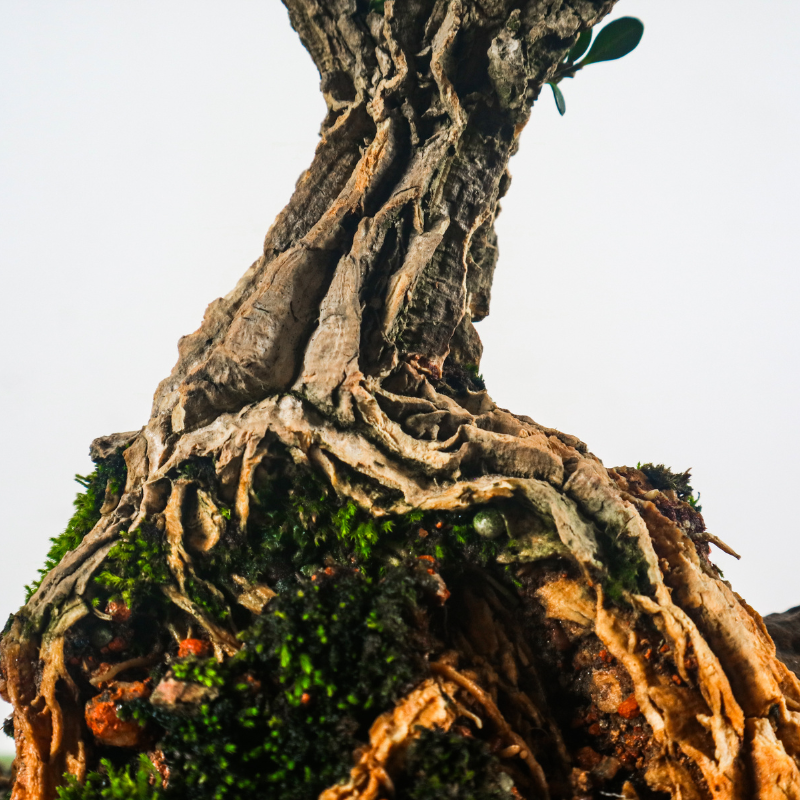 Buxus Harlandii Bonsai 黄杨